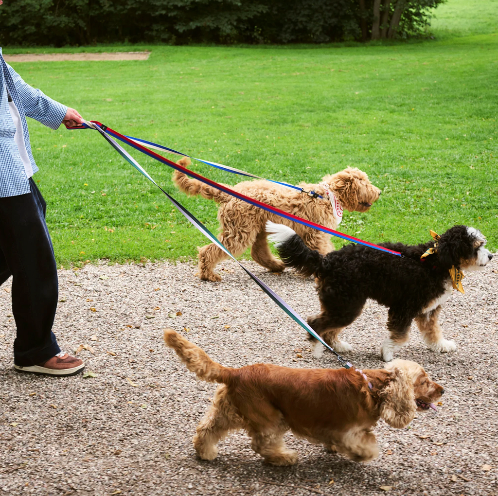 HAY Dog Leash Flat