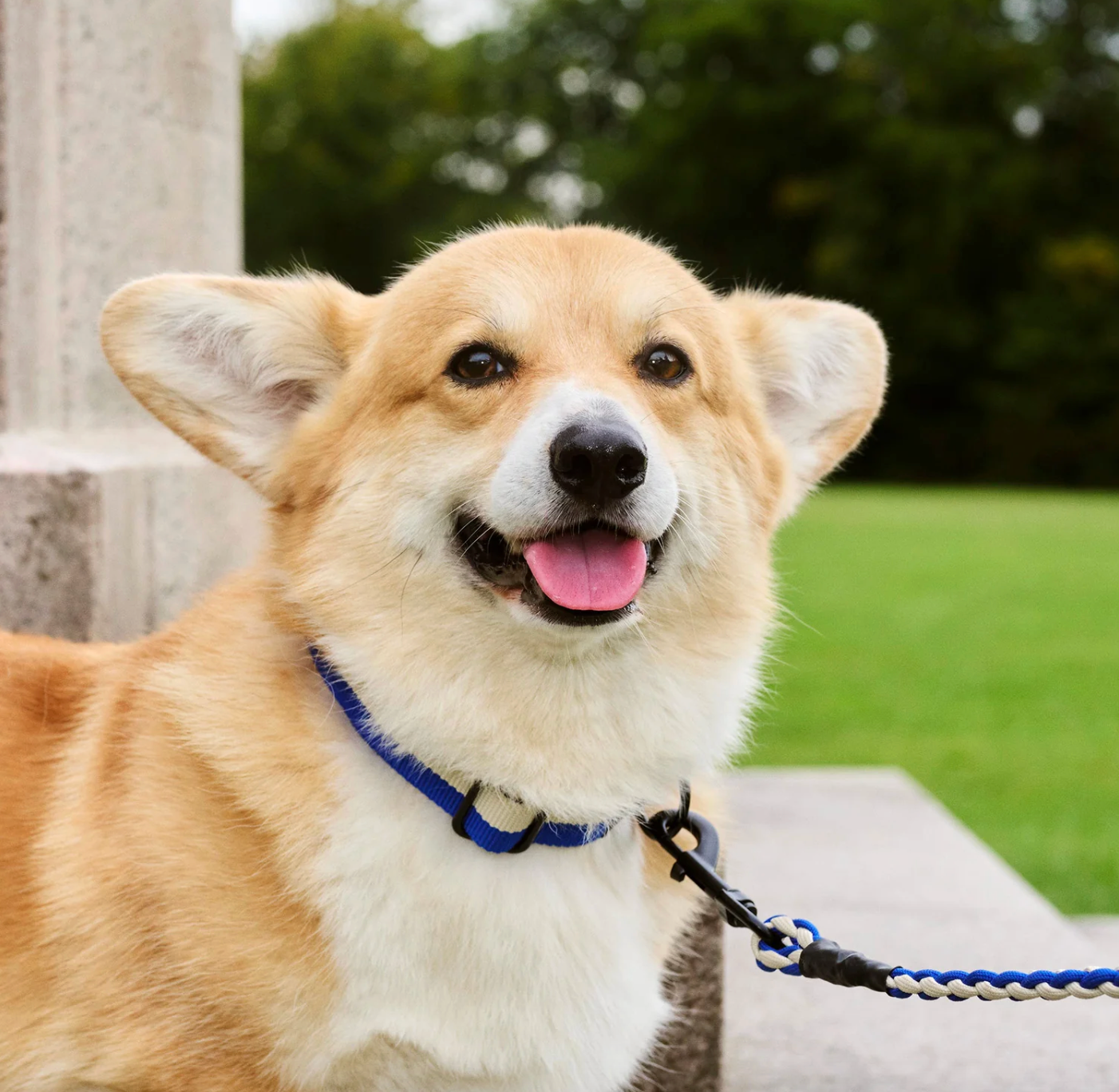 HAY Dog Leash Braided