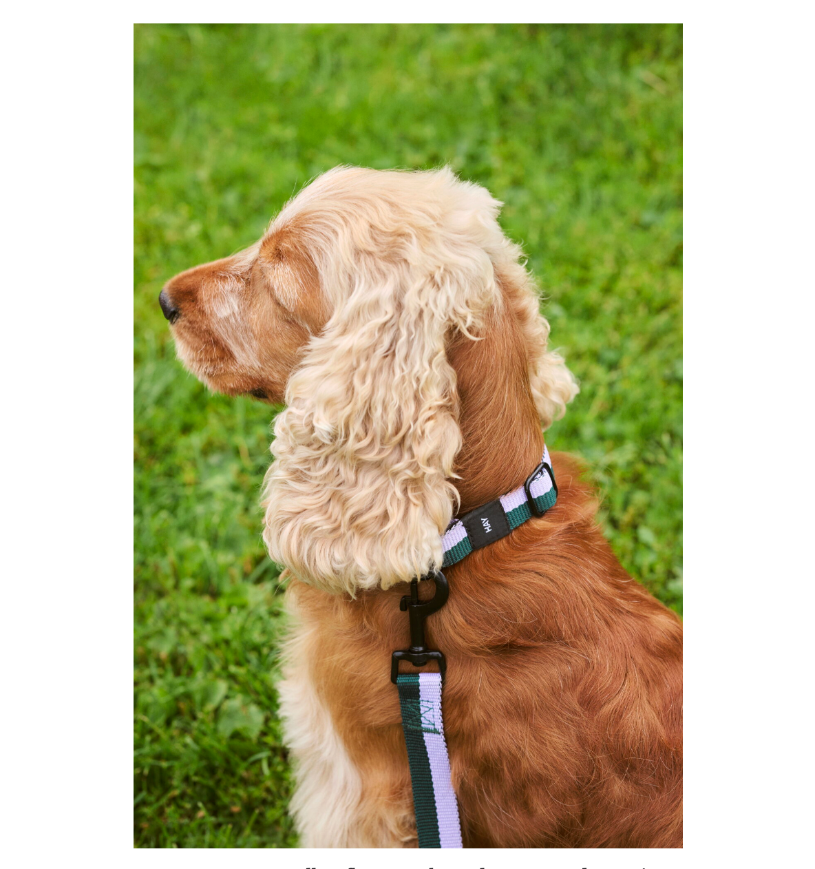 HAY Dog Collar Flat M/L