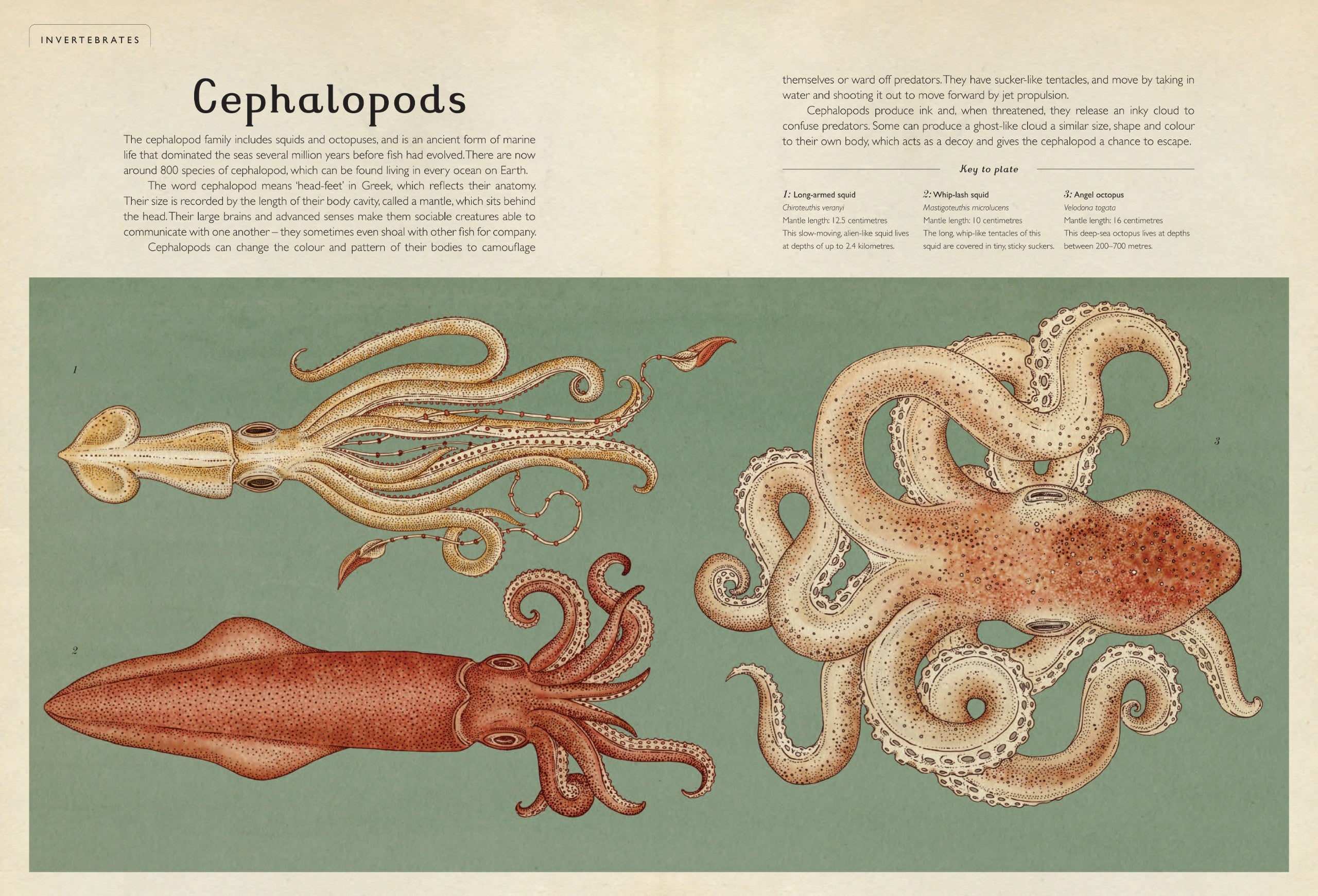 Animalium (WELCOME TO THE MUSEUM) (HB)