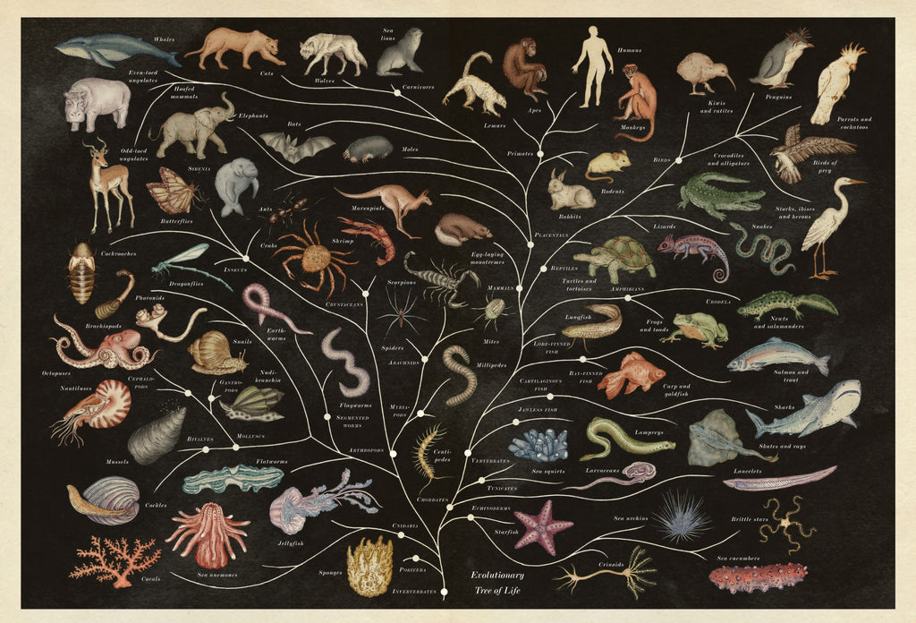 Animalium (WELCOME TO THE MUSEUM) (HB)