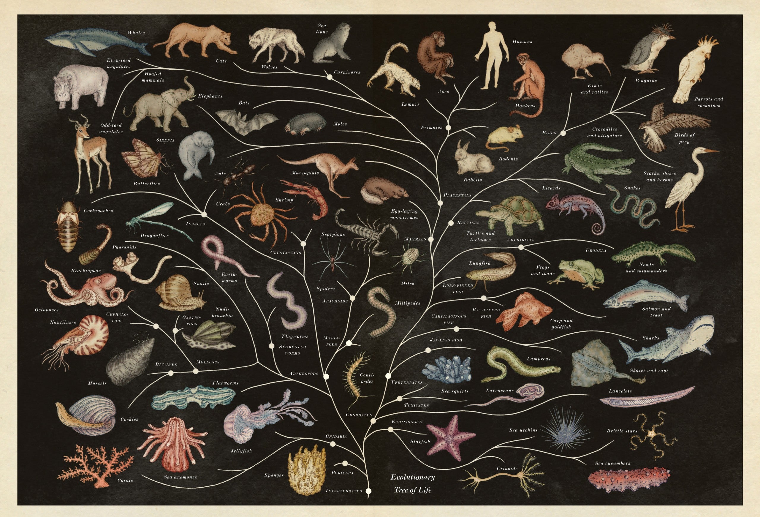 Animalium (WELCOME TO THE MUSEUM) (HB)